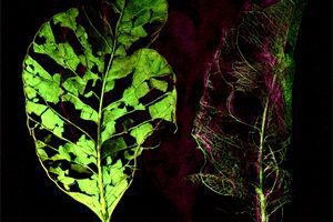 Fotografía avanzada iluminación