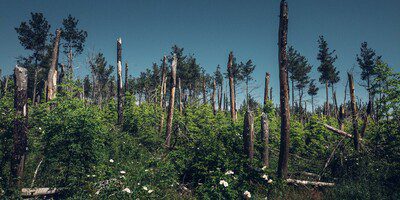 Incendios Forestales