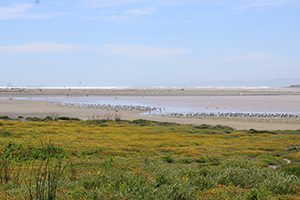 Diplomado en Sustentabilidad y regeneración ecosocial