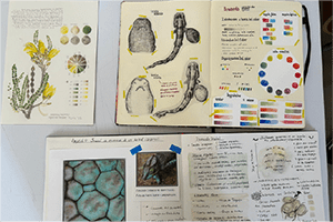 Diplomado en ilustración naturalista desde el diseño técnicas, metodologías y proyectos