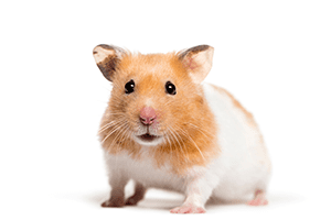 Avances en el manejo de animales de investigación para promover el bienestar animal