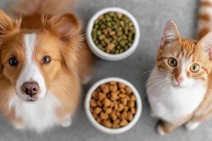 Nutrición clínica en pequeños animales