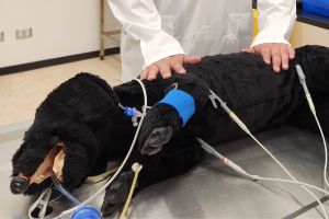 Diplomado en Simulación clínica aplicada en medicina veterinaria